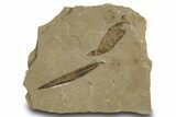 Fossil Willow Leaf and Laurel Leaf - Green River Formation, Utah #334328-1